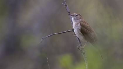 Common Nightingale