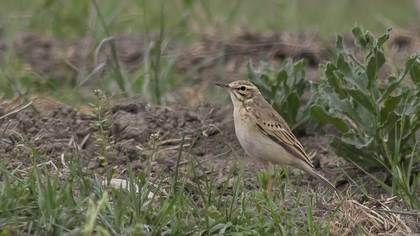 Tawny Pipit