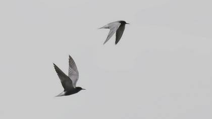 Black Tern