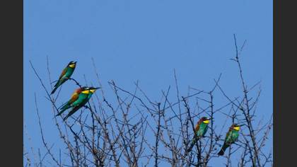 European Bee-eater
