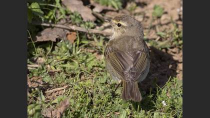 Common Chiffchaff