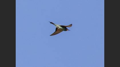 European Bee-eater