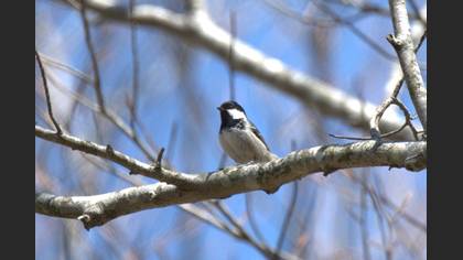 Coal Tit