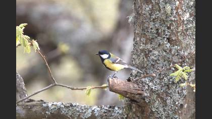 Great Tit