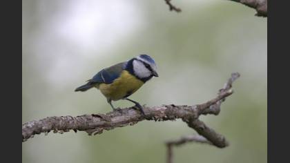Eurasian Blue Tit