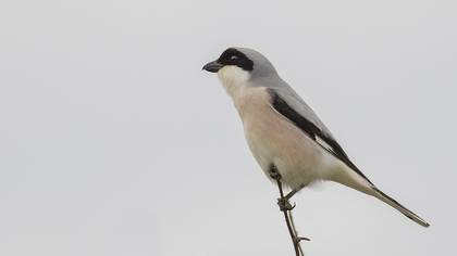 Lesser Grey Shrike
