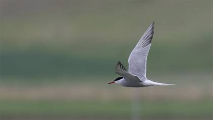 Common Tern