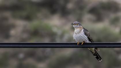 Common Cuckoo