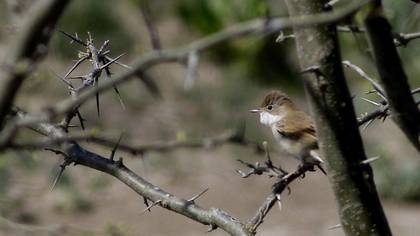 Common Whitethroat