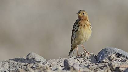 Red-throated Pipit