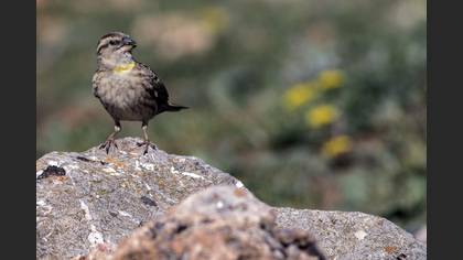 Rock Sparrow