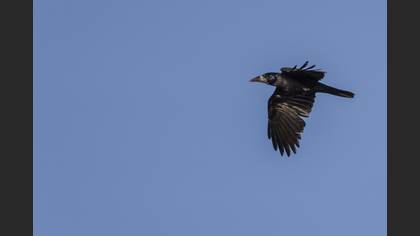 Rook