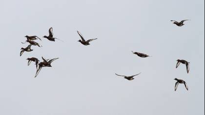 Ferruginous Duck