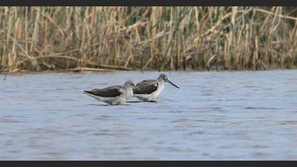 Common Greenshank