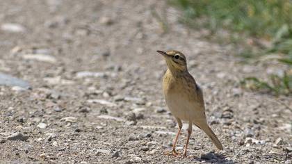 Tawny Pipit