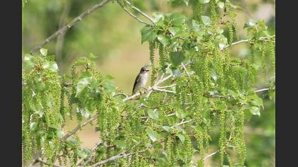 Spotted Flycatcher