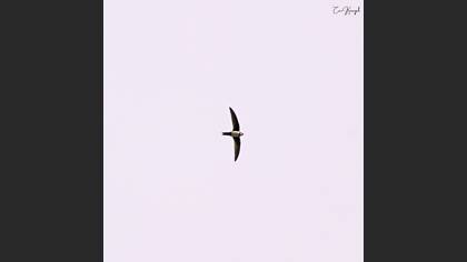 Alpine Swift