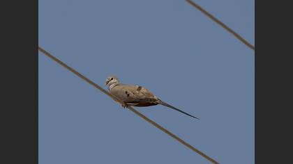 Namaqua Dove