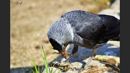 Western Jackdaw