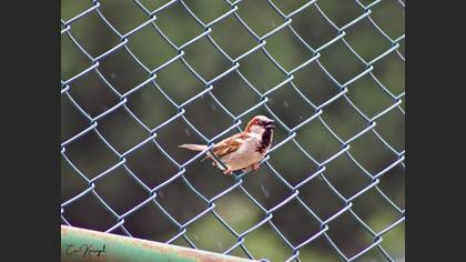 House Sparrow