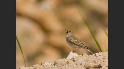 Pale Rockfinch