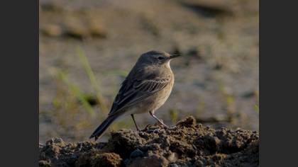 Water Pipit