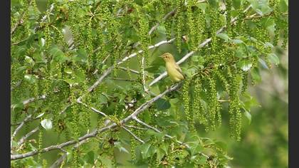 Icterine Warbler
