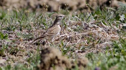 Greater Short-toed Lark