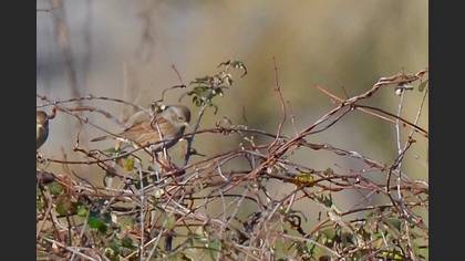 Dunnock