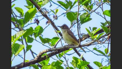 Great Reed Warbler