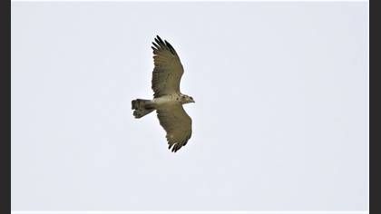 Short-toed Snake Eagle