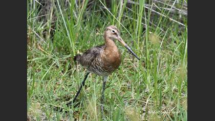 Black-tailed Godwit