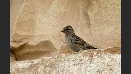 Rock Sparrow