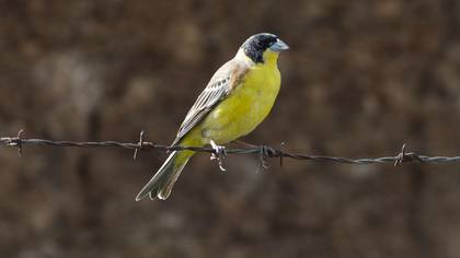 Black-headed Bunting