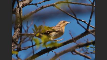 Eurasian Wryneck