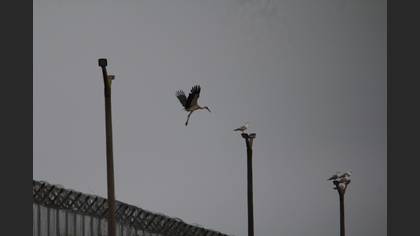 White Stork