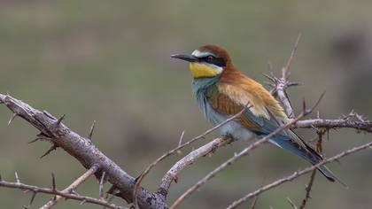 European Bee-eater