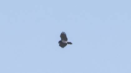 Short-toed Snake Eagle