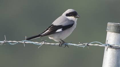 Lesser Grey Shrike
