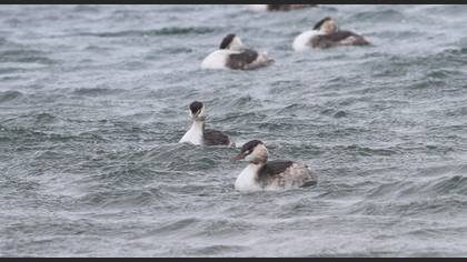 Great Crested Grebe