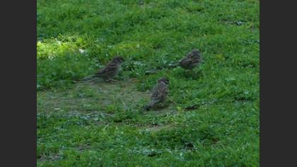 Eurasian Tree Sparrow