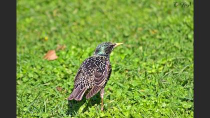 Common Starling
