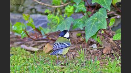 Great Tit
