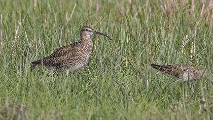Eurasian Whimbrel