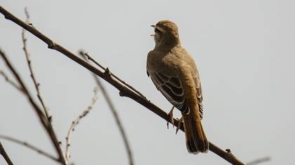 Rufous-tailed Scrub Robin
