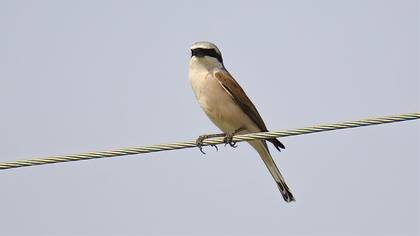 Red-backed Shrike