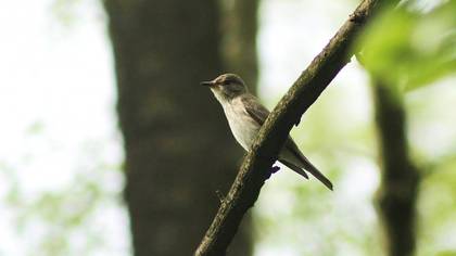 Spotted Flycatcher