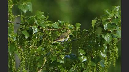 Wood Warbler