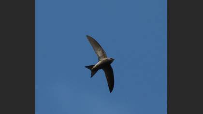 Pallid Swift