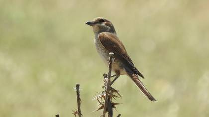 Red-backed Shrike
